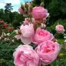 ynr 055