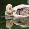 eyylemm