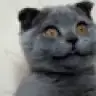 cahillemurr