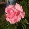 egadis