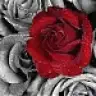 rose__18