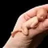 ebo