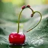 Kirazmevsimi07