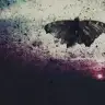Butterfly 8586