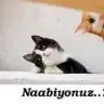 aysemeyra