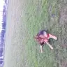gizoshh