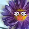 -Cansu-