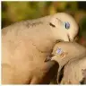 demrike