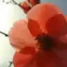 skyacar