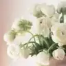 Nigar nihal