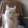 tontik pontik