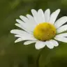 espapatya