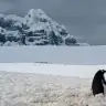 diloscuk