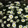 hayal_ 61
