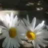 muta-ylz
