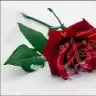 04ayse
