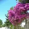 eliflarsi