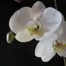 Sazyyy2