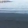 gokce55