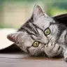 esinbstrk