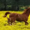 artemisstar