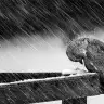 Son Pismanlik