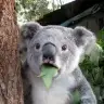 koala24