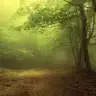 misty_