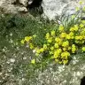 esratuncagil