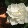 sugar85