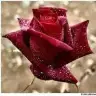 ROSE1990