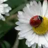 sevgiustunebahar