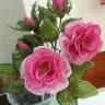 yagmur_alaattin