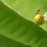 Dudeydu