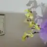 zehram4