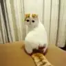 propek