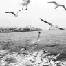 Deniz Onder