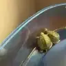 ballimbal