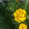meraklianne10