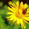 yesim567