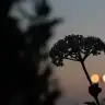 volveras