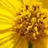 vildanca