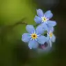 unutmaabenii