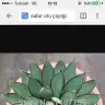 Agave