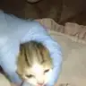 bebekperisi