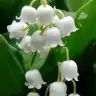 Mis lily