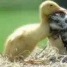 zermurg