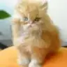 nesobaby