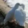 aksam_sefasi