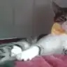 pembeperi